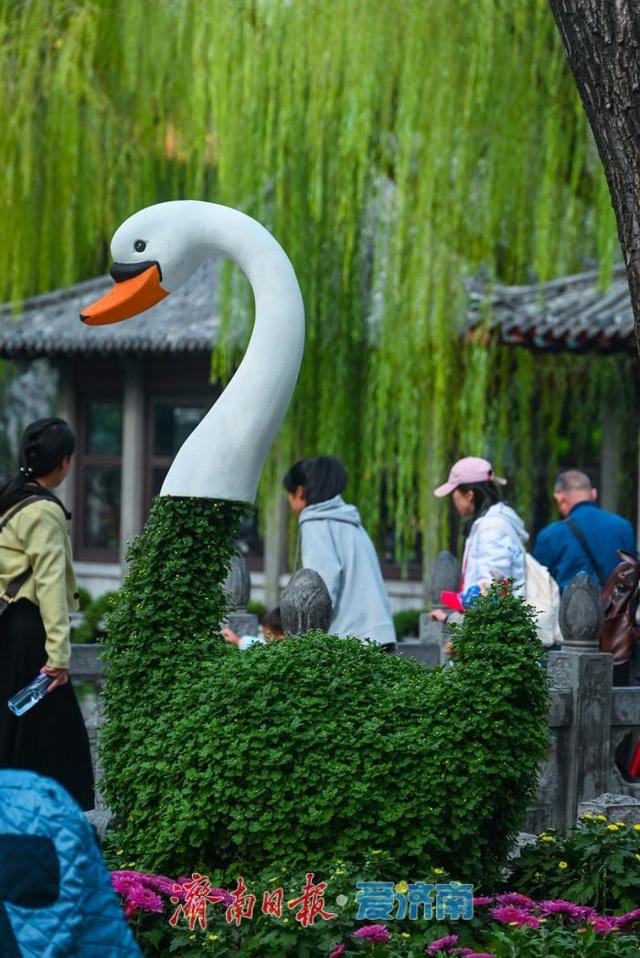 秋日胜景入画来！第46届趵突泉金秋菊展盛装启幕，泉城赏菊盛宴震撼登场