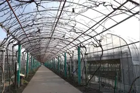 火了很多年的嘉定水果“顶流”，背后有这些好吃秘籍……图片