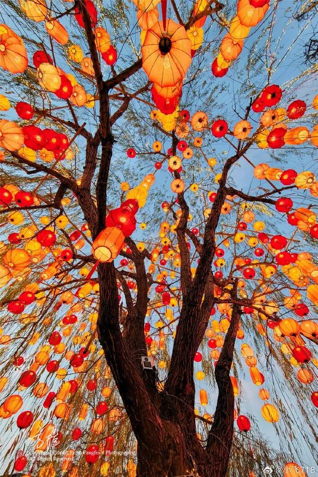 门东新“顶流”！一棵美到让全南京排队围观的树！