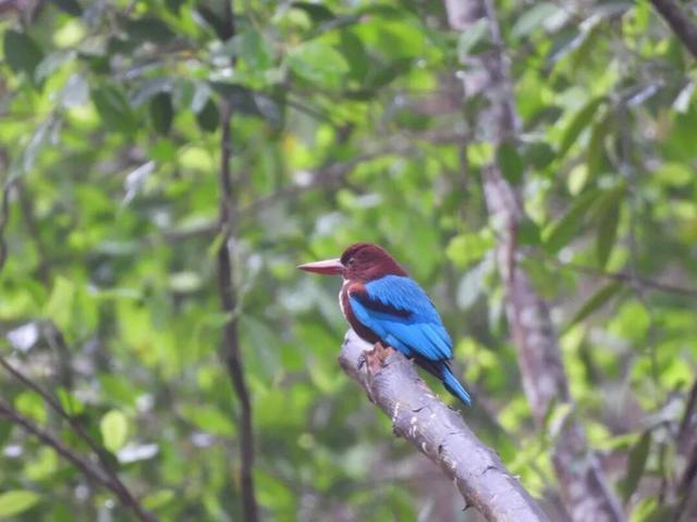 暖冬“追鸟”去！在海口美兰，邂逅灵动之美~