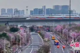 时评：赏花专列绘就春日中国的活力图景图片