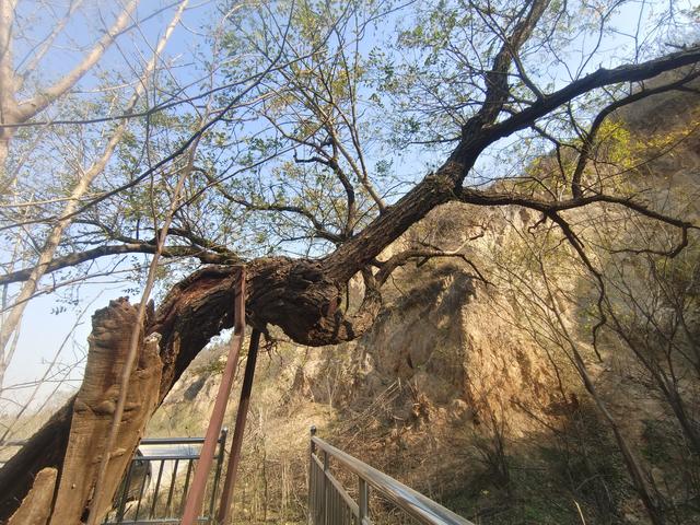 绿美河南有古树⑥丨广武山上，这些古树听着楚汉争霸的历史长大