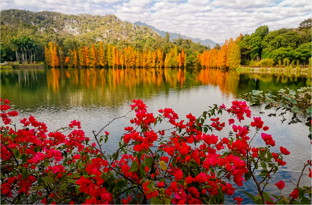 解锁冬日浪漫！来岩前星湖畔，一起走“花路”吧！