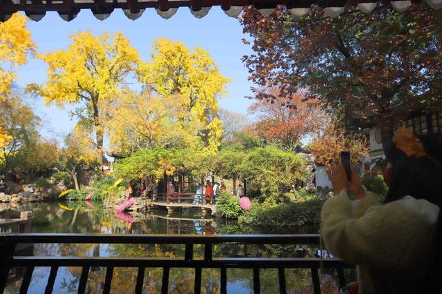 江苏苏州：游姑苏留园 赏金色银杏