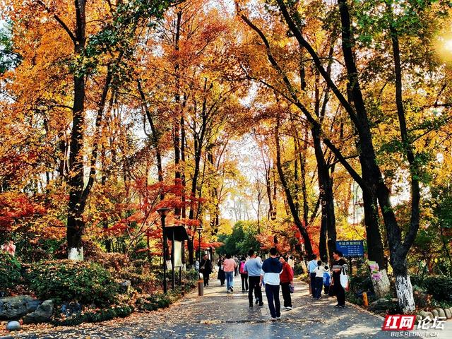 【每日一图@湖南】层林尽染，游人如织，湖南省植物园开启最美“枫”景季