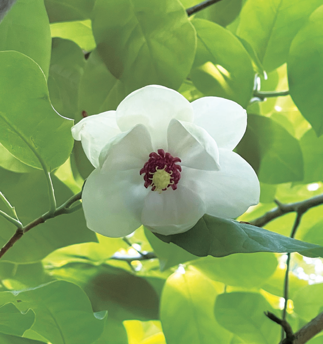 《辽宁一日》专刊|冰川时期活化石——天女木兰花