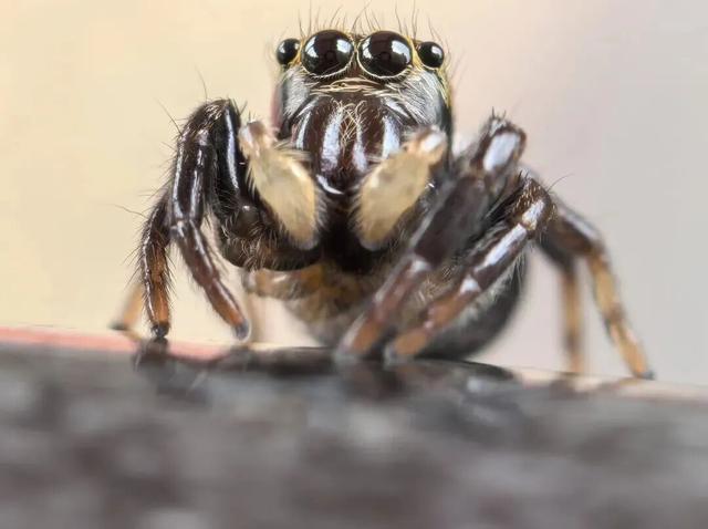 “疯狂动物城”现实版来啦！免费送票，速冲！