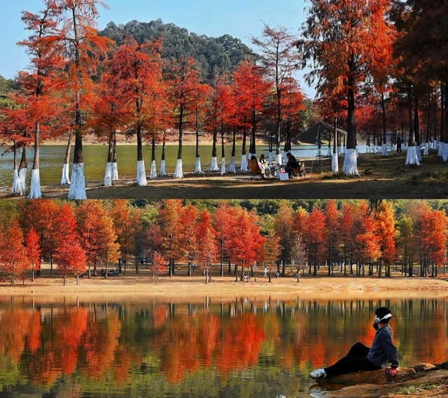 把冬天调成暖色系！松山湖落羽杉红了，温泉冒泡了，火锅沸腾了～