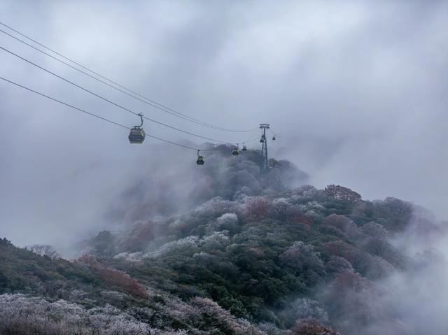 美出天际!梵净山雾凇与云海同框