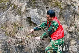 守护“峭壁奇葩”图片