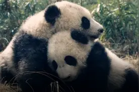 2024，原生手游濒危图片