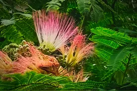 毛绒绒的粉红色花朵，格外让人舒心图片