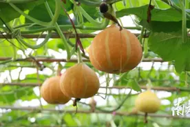 “吃瓜群众”有眼福啦！东莞100多种南瓜即将集中展示图片