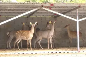 钟山区奢旮村：特色养殖蹚出致富“鹿”图片