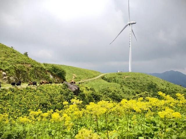 灌阳宝盖山藏不住了！夏天的山野，全是摇曳的小黄花