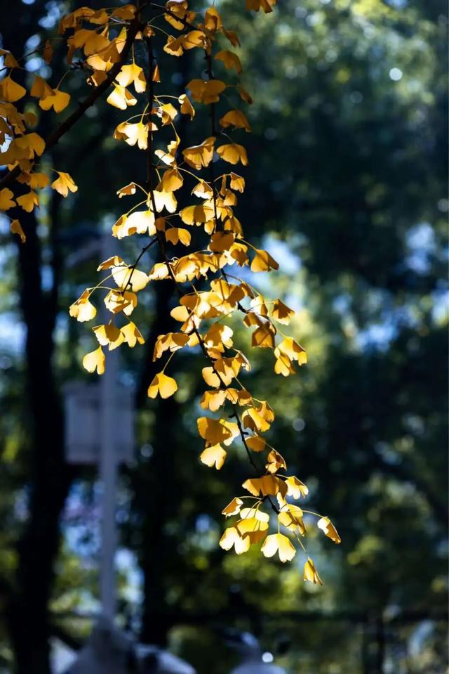 限时绝美！年度顶流！