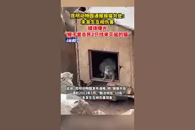 昆明动物园通报猴猫共处：未发生互相伤害，媒体曝光“猴子曾杀死2只找来灭鼠的猫”图片