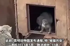 昆明动物园通报猴猫共处：未发生互相伤害，媒体曝光“猴子曾杀死2只找来灭鼠的猫”图片