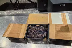 共计1088只！北京海关查获大量活体寄居蟹图片