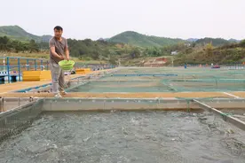 乡村新业︱“瘦身鱼”减肥换来好效益图片