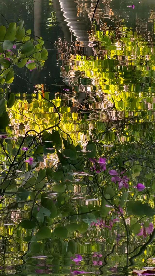 新晋打卡点！泉州市区这些限定“花海”全都美翻了……