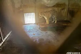 阜阳野生动物园近年20只东北虎死亡：含10只幼崽，无人工繁殖许可证图片