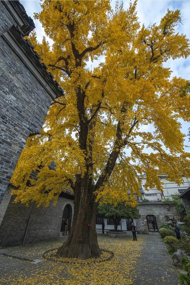 研学“趣”扬州｜ 秋游招募！千年微光指引，从天宁寺到唐槐的文化漫步