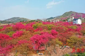 绚丽樱花引游人图片