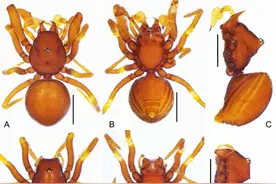 举世无双的“装甲蜘蛛”！丹霞山发现第45个全球新物种图片