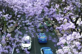 昆明蓝花楹盛开如海图片