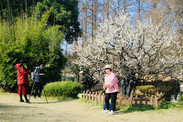 暖冬催花早，300年古树雪梅开花啦！
