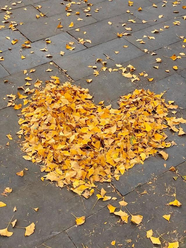 秋日限定“双骄”：从赏到玩转的完整攻略！