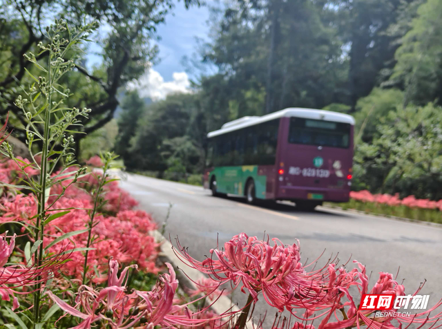 张家界国家森林公园：环保车穿行 “彼岸花路” 峰林花海绘就秋日仙境