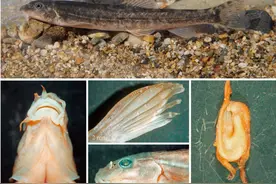 云南伊洛瓦底江流域发现四种新记录鱼类图片
