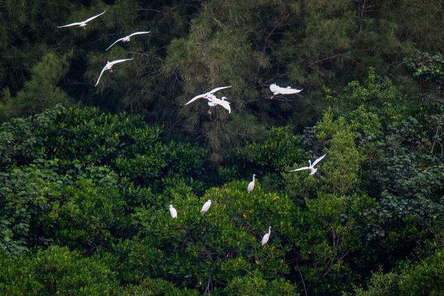 暖冬“追鸟”去！在海口美兰，邂逅灵动之美~