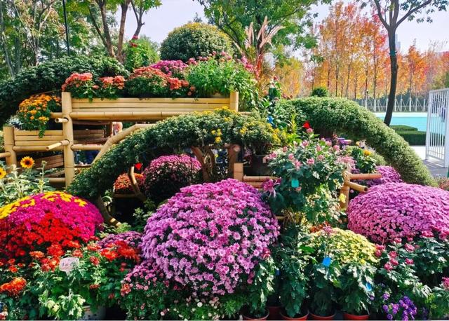 坐地铁，打卡武汉第42届金秋菊展