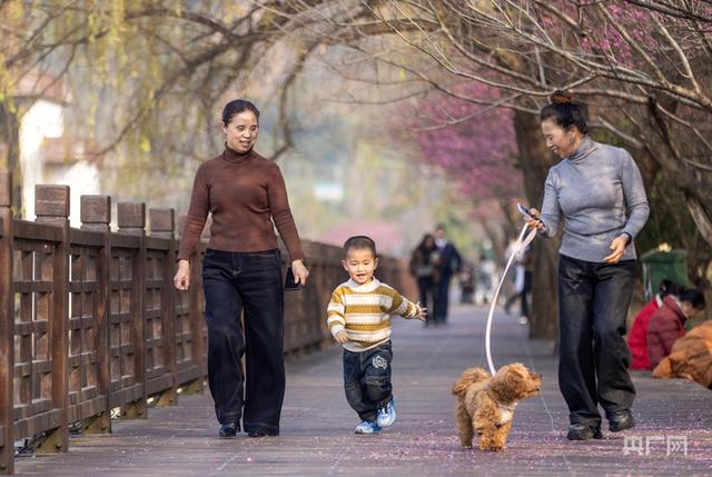 在梅香里邂逅一场诗意漫步！贵州施秉冬日“梅”景引客来