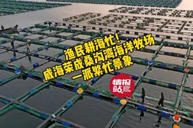 果然视频|渔民耕海忙！威海荣成桑沟湾海洋牧场一派繁忙景象图片
