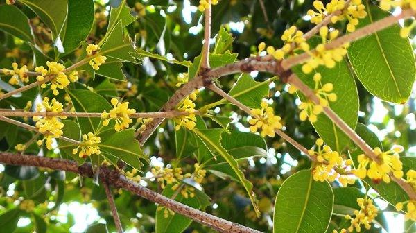 武汉第二波桂花开了，去这些公园可赏金桂满枝