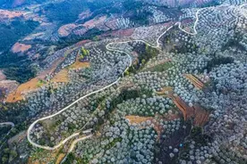 云南个旧：万亩梨花绘就春日盛景，农文旅融合助力乡村振兴图片