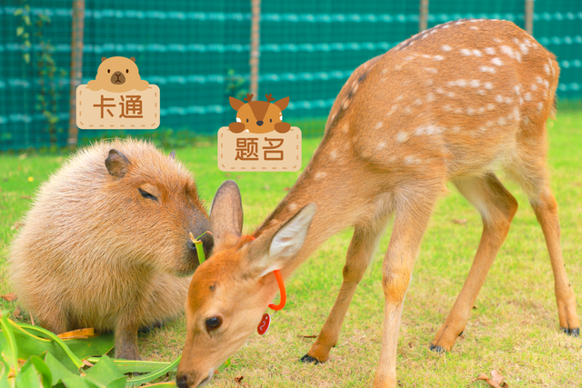 来南宁园博园，与萌宠一起度过趣味初冬