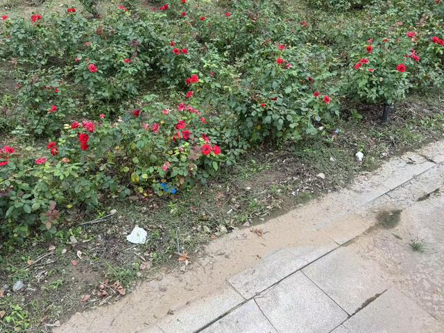垃圾桶就在旁边，游客仍随手扔，园博园这些地方有点脏