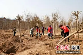 河北孟村春季植树添新绿图片