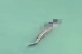 印尼51岁男子游泳时被鳄鱼咬死叼走！警察开枪逼鳄鱼松口图片