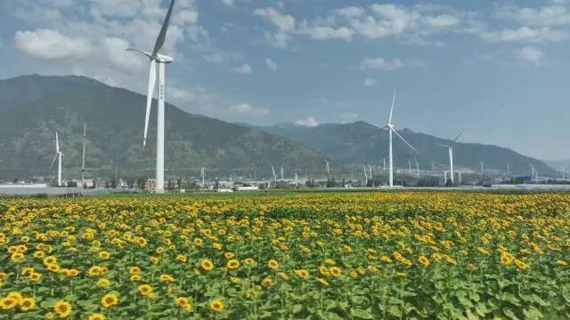 【跟着火把节游凉山】德昌麻栗镇民主村：向日葵花海绽放 开启夏日浪漫之旅
