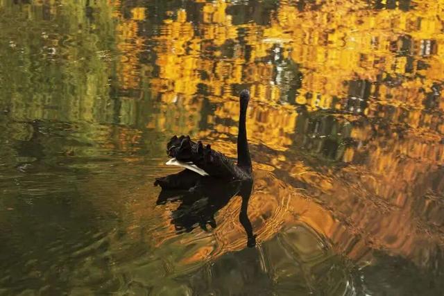 再见十月的圆明园！在时光褶皱里寻秋日诗韵。