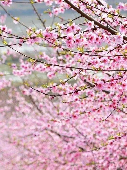 六安春季赏花地图发布！