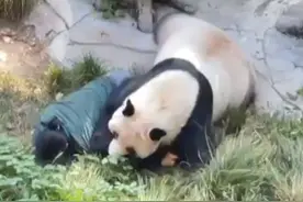 重庆动物园熊猫“丁丁”撕咬饲养员？回应：丁丁没问题，饲养员问题不大图片