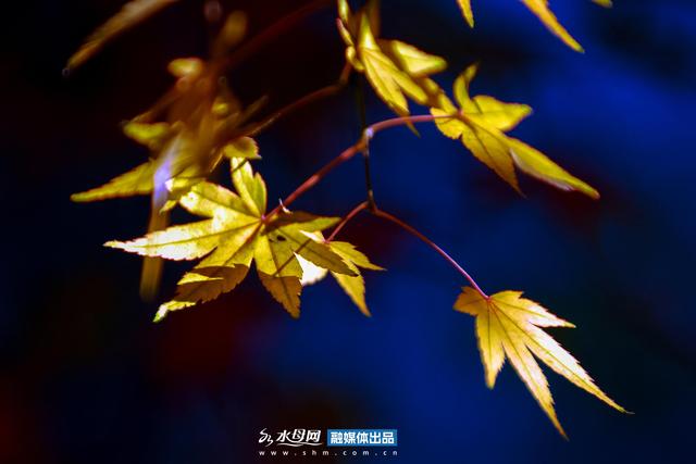 节气里的大美烟台｜立冬篇