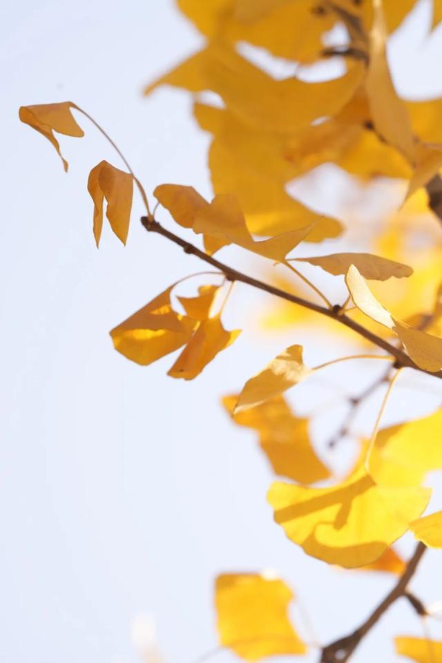 别错过，用Citywalk感受落叶的浪漫→